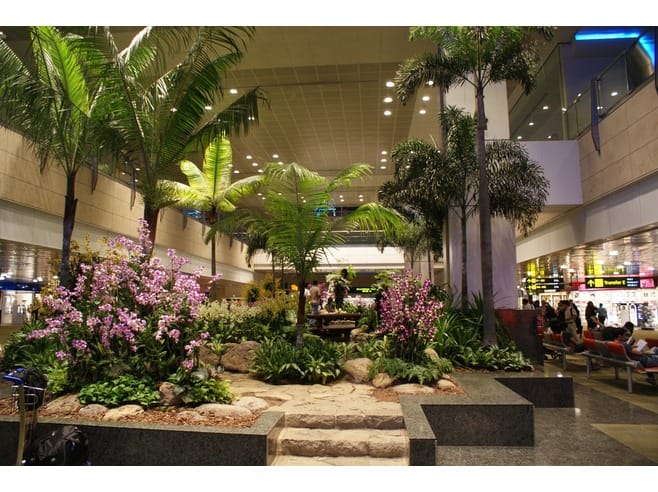 Singapur Gezi Notlar 1 - Changi Airport